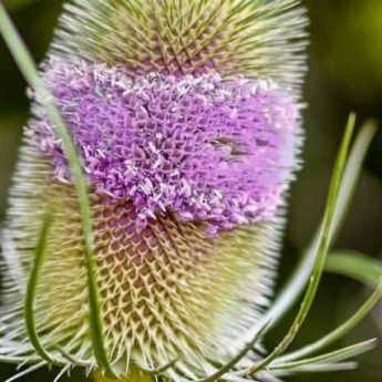 Biennial Plants: Everything You've Always Wanted to Know!