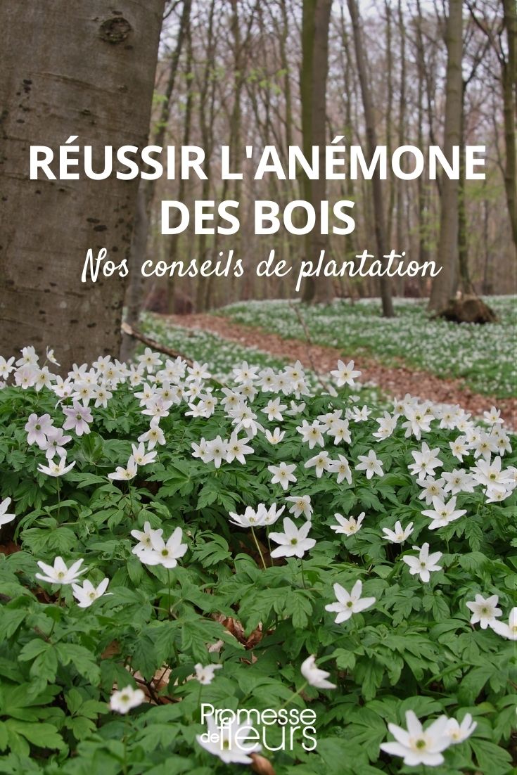 Wood Anemone or Anemone Sylvie: How to Successfully Plant Young Plants