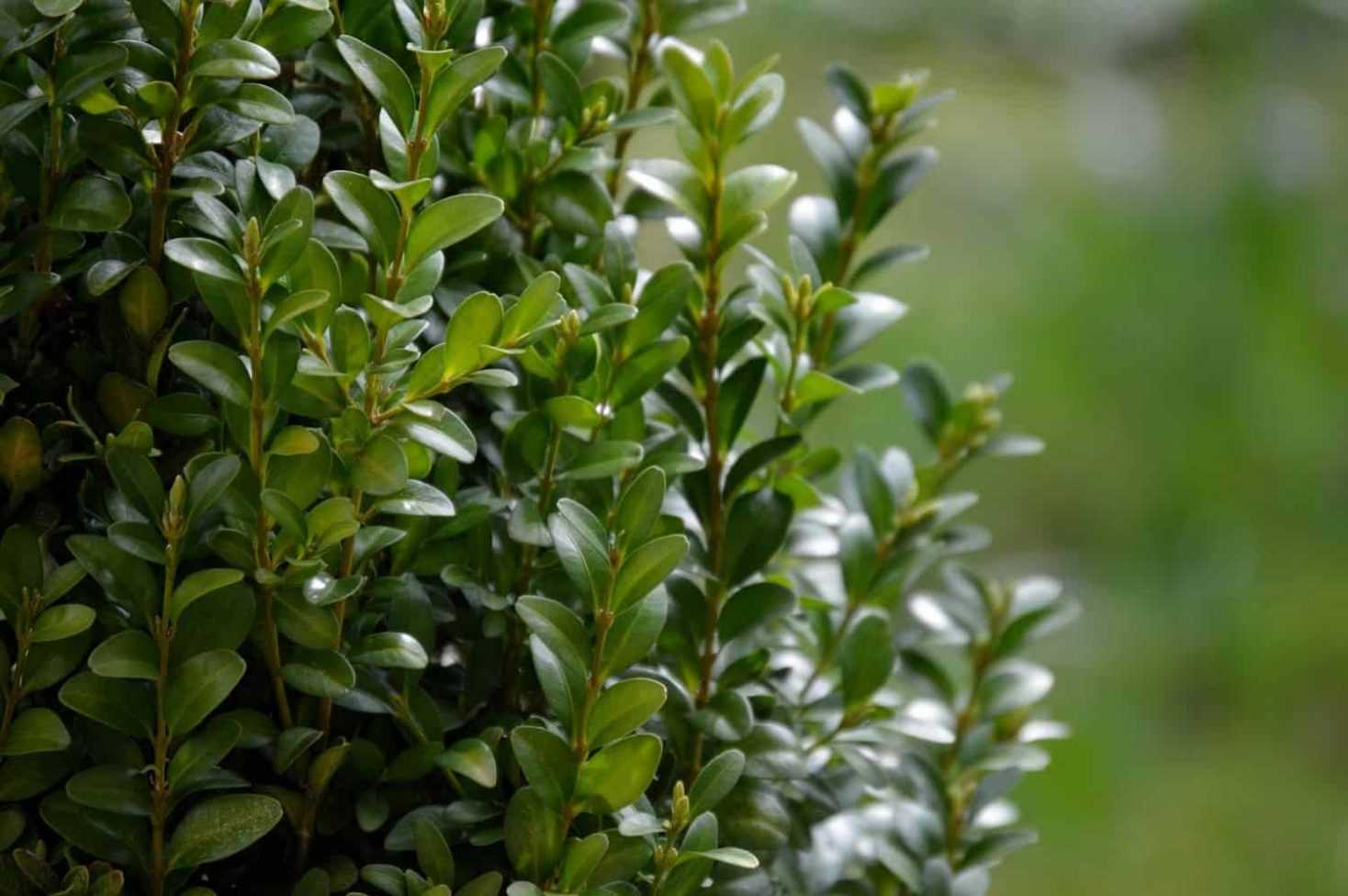 Which bushes to replace boxwood?