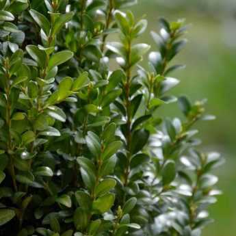 Which bushes to replace boxwood?