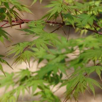 Acer palmatum: pruning