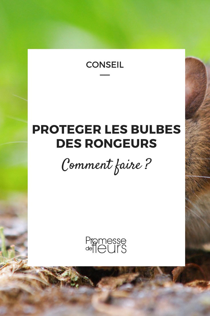 Protecting-bulbs-from-rodents-Advice-sheet