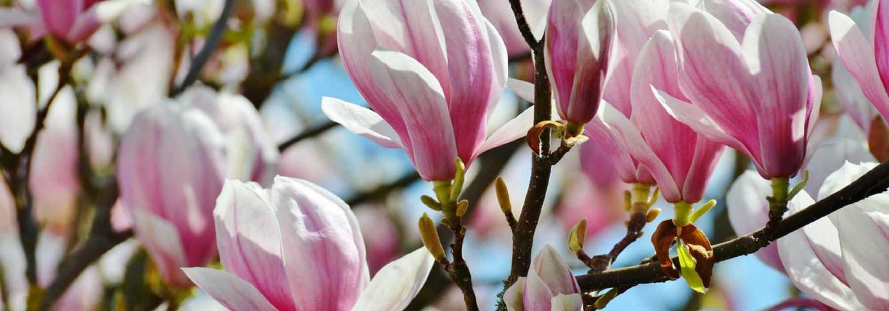 Magnolias: Planting, Pruning and Care