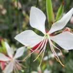Gaura lindheimeri: when, where and how to plant?