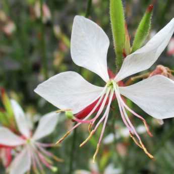 Gaura lindheimeri: when, where and how to plant?