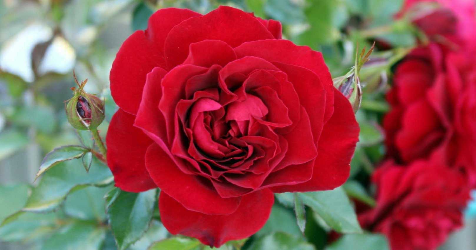 Roses: best varieties and how to grow them