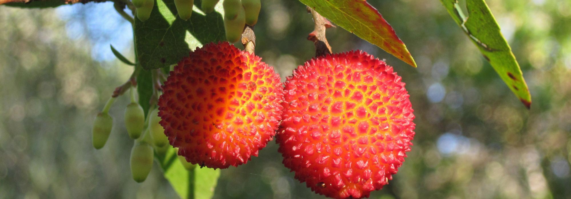 Arbutus: planting, pruning and maintenance tips