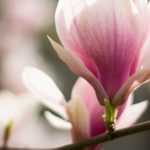 Magnolia: when and how to prune?