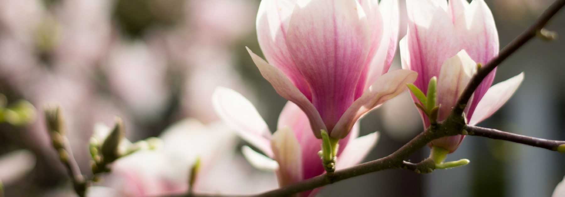 Magnolia: when and how to prune