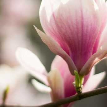 Magnolia: when and how to prune