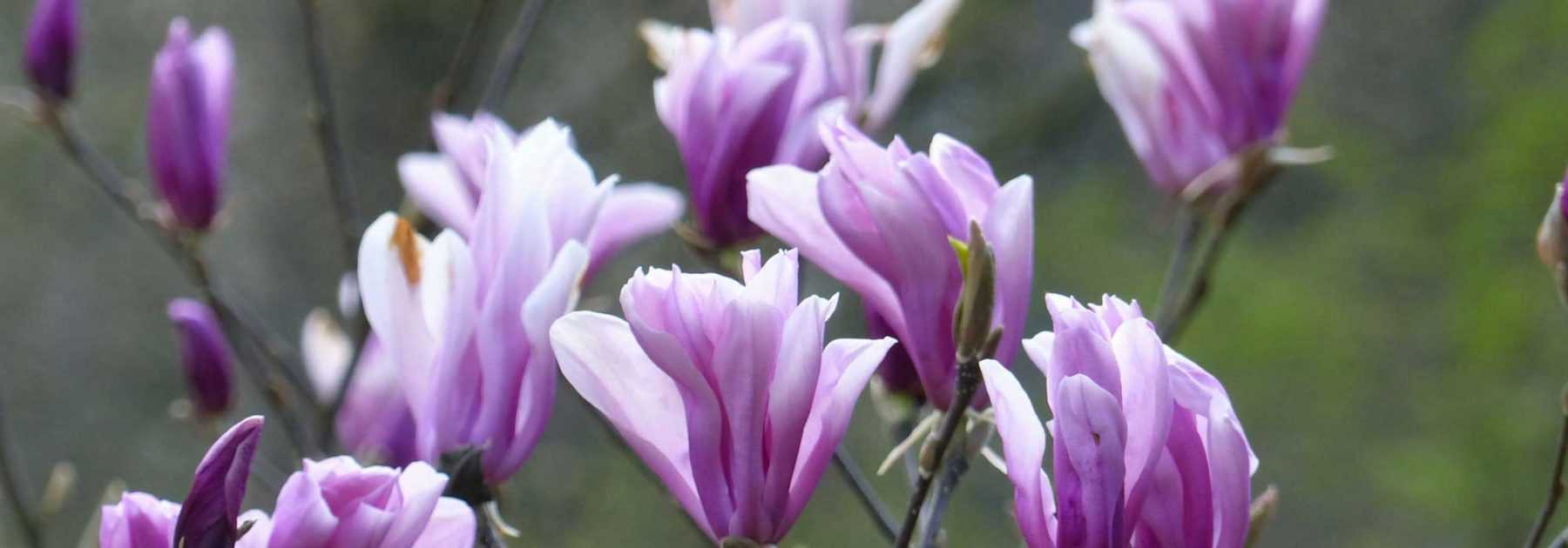 Magnolia: how to plant it properly in 4 steps