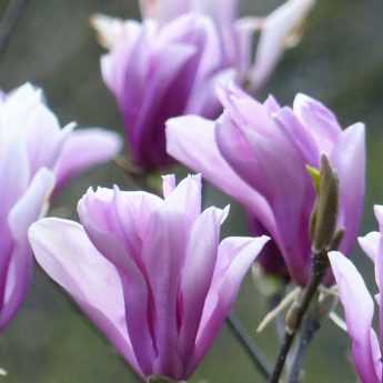 Magnolia: how to plant it properly in 4 steps