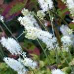 5 late-flowering perennials every garden should have