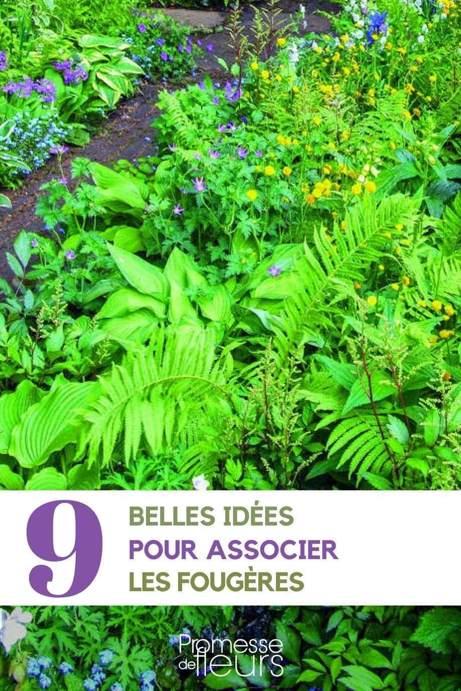 Associate the ferns How to Successfully Incorporate Ferns into Your Garden