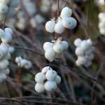 Snowberry: Planting, Pruning and Care