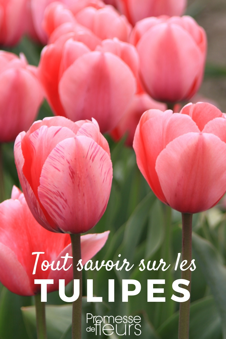 Tulip: Planting, Cultivating, Maintaining