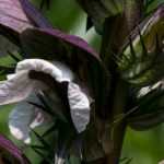 Acanthus: Planting, Growing and Care
