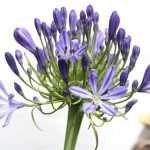 When and how to divide a potted Agapanthus?