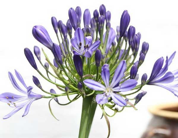 When and how to divide a potted Agapanthus?