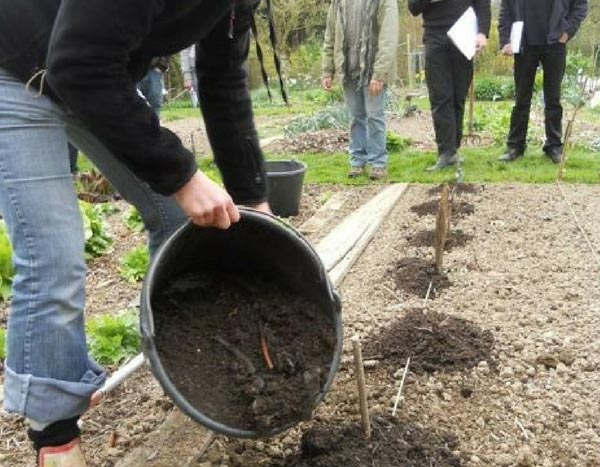 7 ways to learn how to start gardening