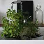 Potted plants and watering: coping with heatwaves during your absence