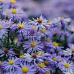 Autumn asters: 3 tips for choosing and growing them successfully!