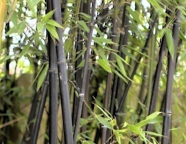 Should you plant bamboo in your garden?