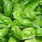 Basil: Sowing, Planting, Growing