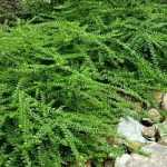 5 groundcover bushes to landscape a slope