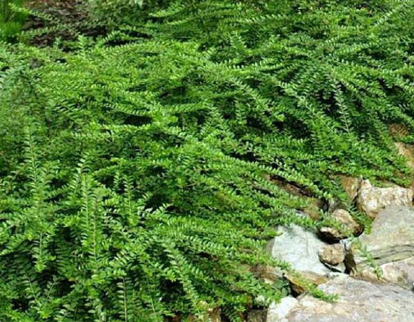5 groundcover shrubs to landscape a slope
