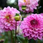Wintering Dahlias: should you dig them up?