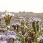 Green manures: everything you need to know!