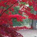 Japanese maples, beware of verticillium wilt!
