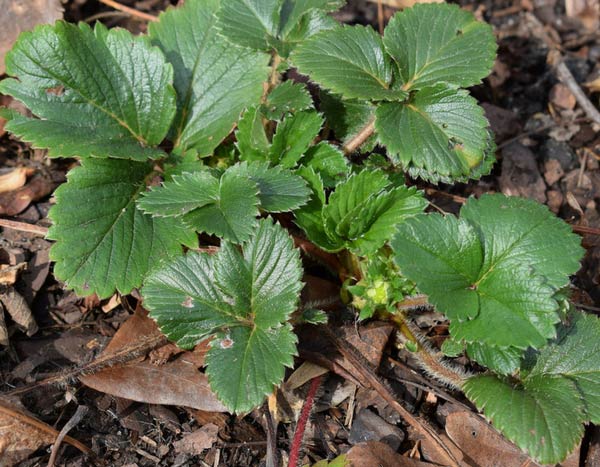 Strawberry plants: 3 reasons to plant in autumn
