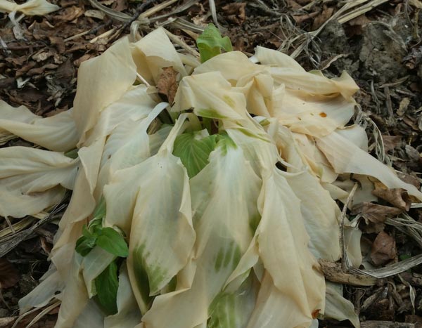 Spring frost: your plants have been frost-damaged — what to do?