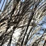 Grasses: those that are pruned, those that are clipped