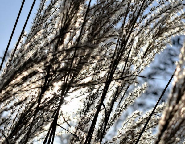 Grasses: those that are pruned, those that are clipped