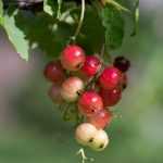 Planting a fruit hedge... that stands out from the crowd