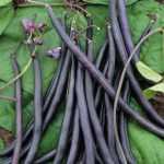Climbing beans: 5 good reasons to grow them