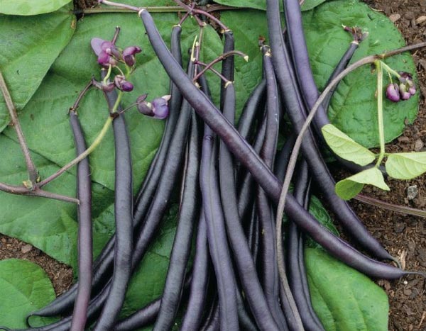 Climbing beans: 5 good reasons to grow them