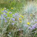 Controlled randomness in the garden, a matter of style