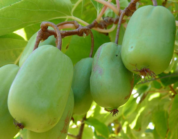 Kiwiberry: cute mini kiwi to sink your teeth into!