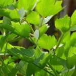 10 perpetual or perennial vegetables for a sustainable, self-sufficient vegetable garden