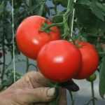 Free the tomatoes! Choose your side...