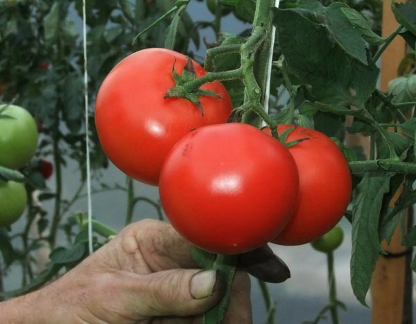Free the tomatoes! Choose your side...