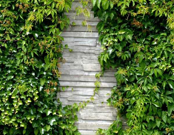 A wall in the garden: our ideas for dressing it up