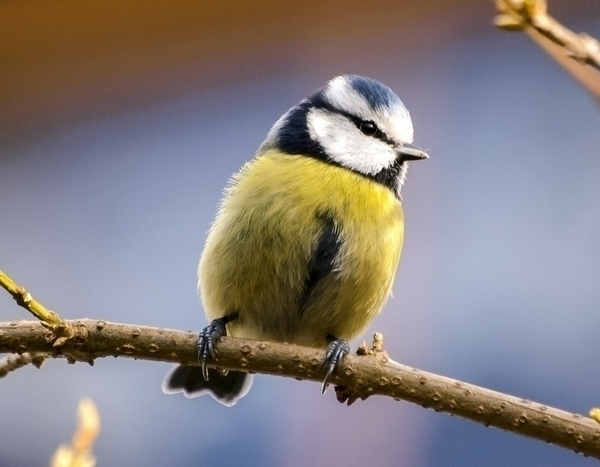 Feeding garden birds in winter