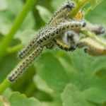 Fight cabbage white in the organic vegetable garden