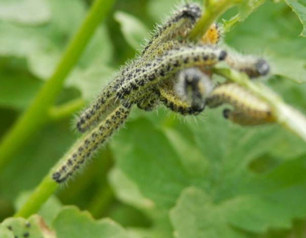 Fight cabbage white in the organic vegetable garden