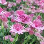 Young Plants and Flowers
